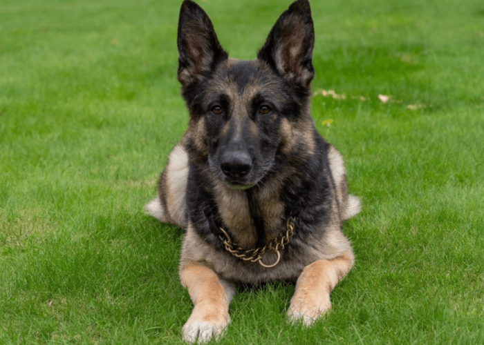 Retired police dog Kez lies down on the grass