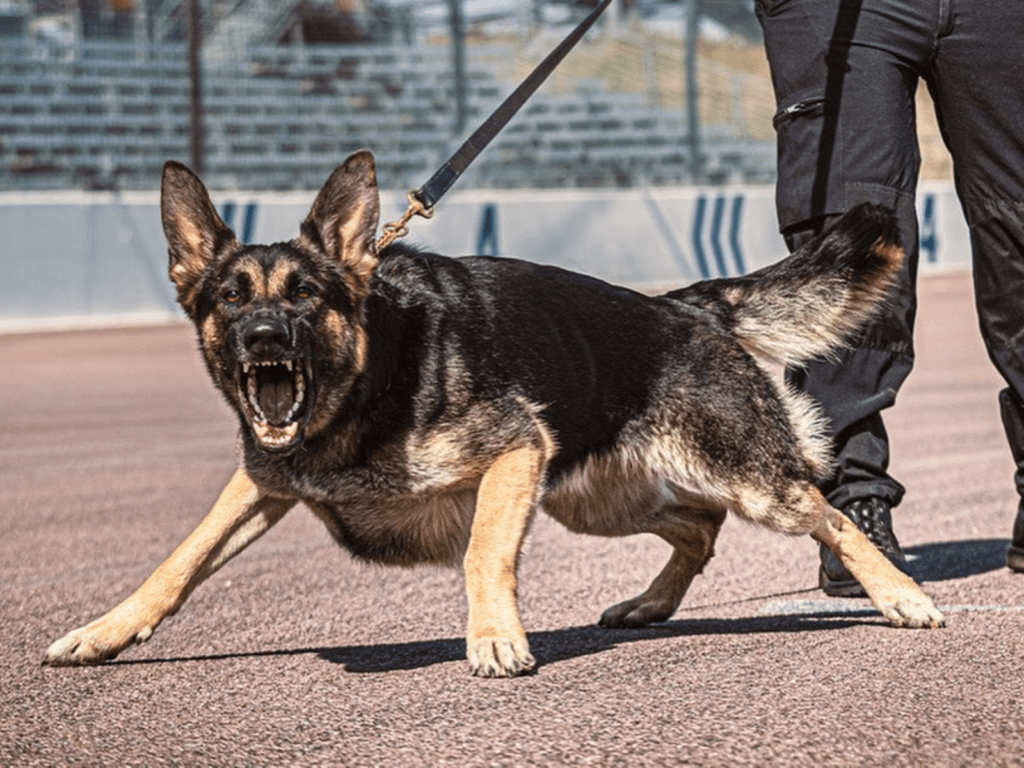 Police dog Kez on duty