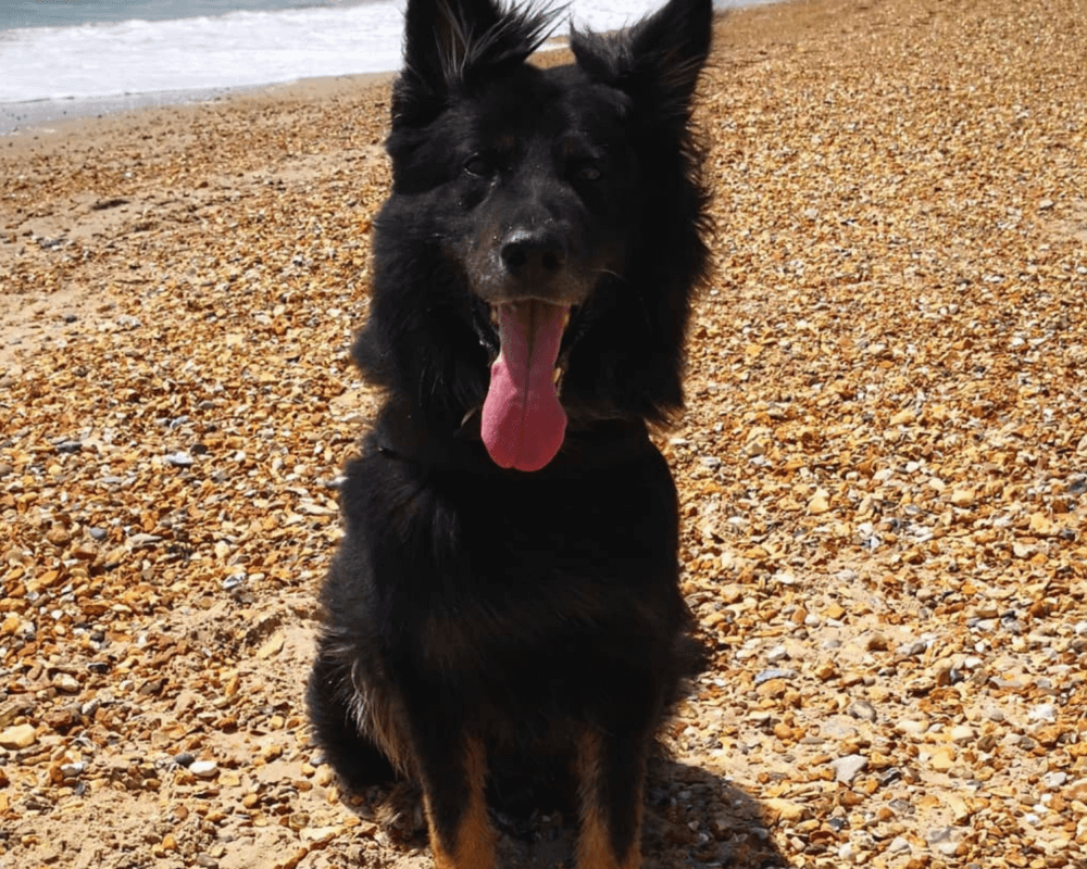 Retired police dog Szor sits on the pebbles at the beach
