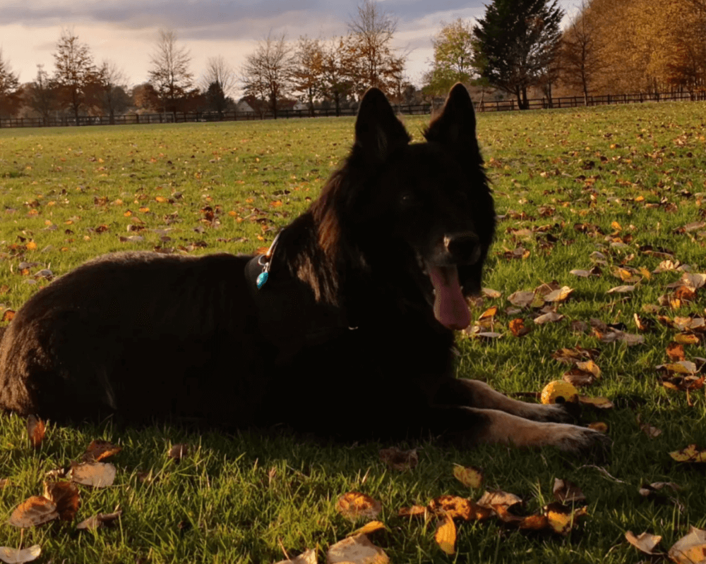 Retired police dog Szor lays in the grass