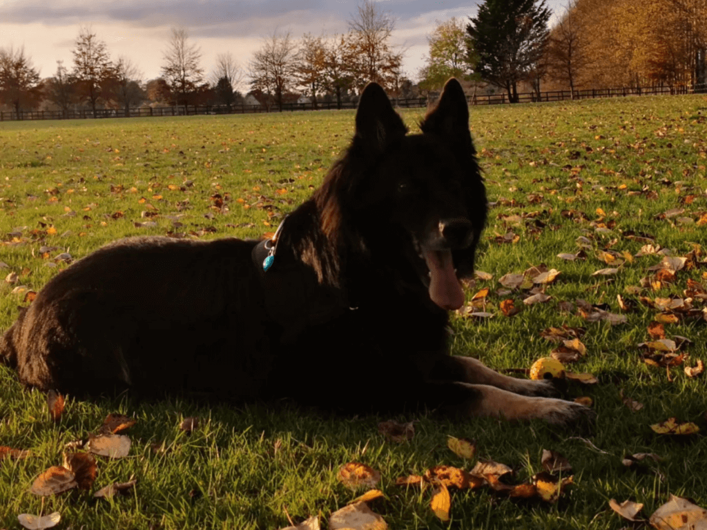 Retired police dog Szor lays in the grass