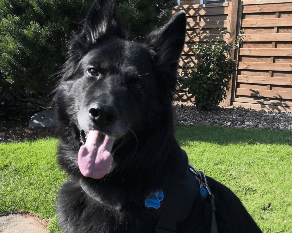 Retired police dog Szor with his tongue out