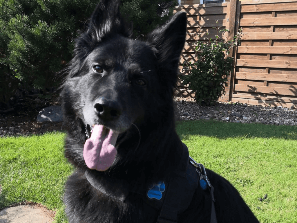 Retired police dog Szor with his tongue out