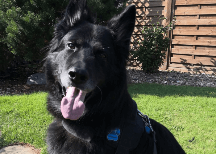 Retired police dog Szor with his tongue out