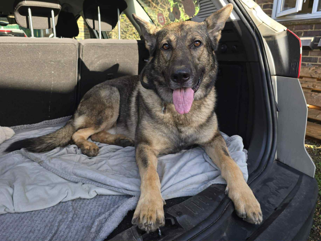 Retired police dog with his tongue out lying in the back of a car