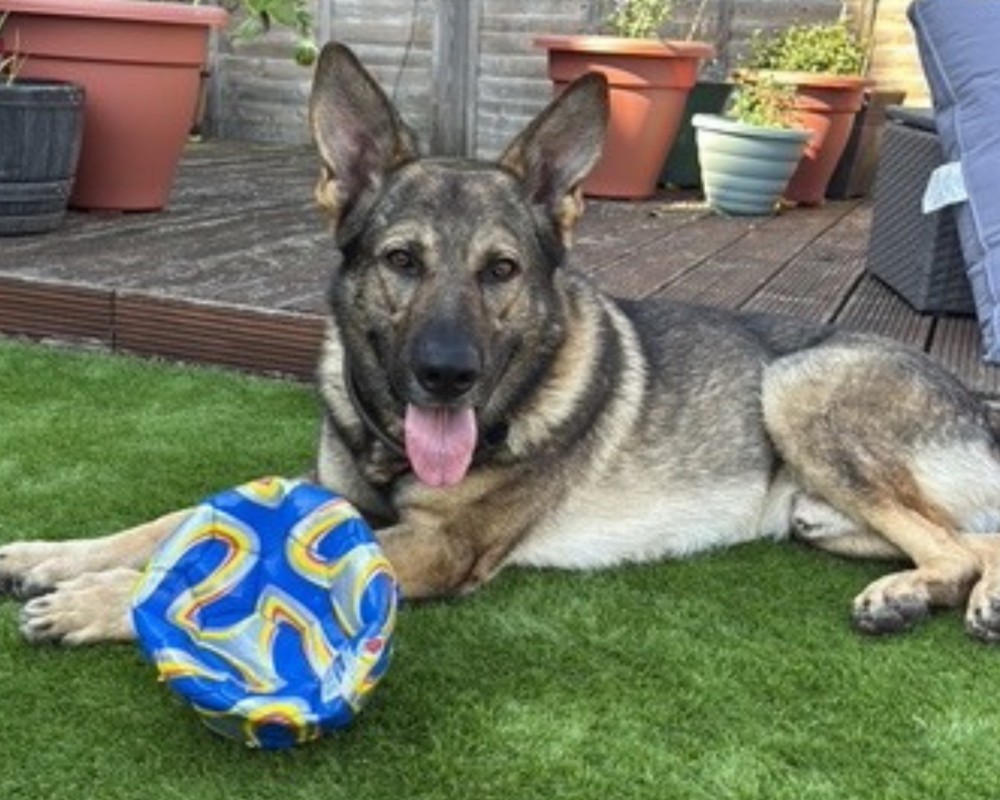 Retired police dog Wilson with a football