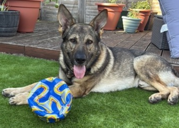 Retired police dog Wilson with a football