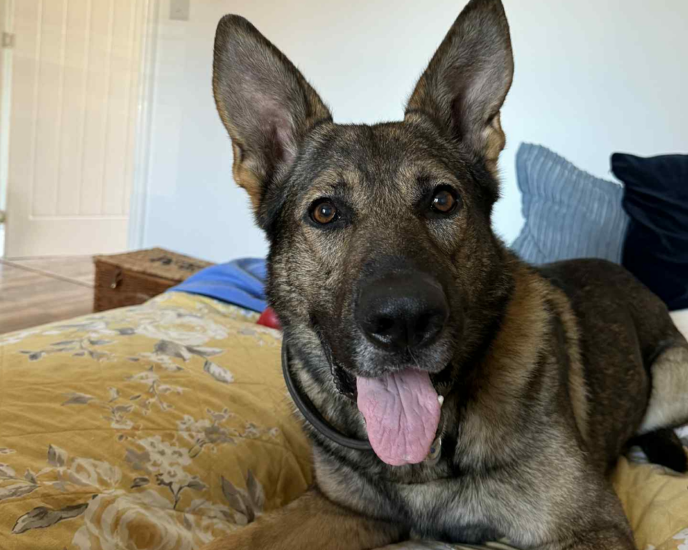 Retired police dog Wilson lays on a bed