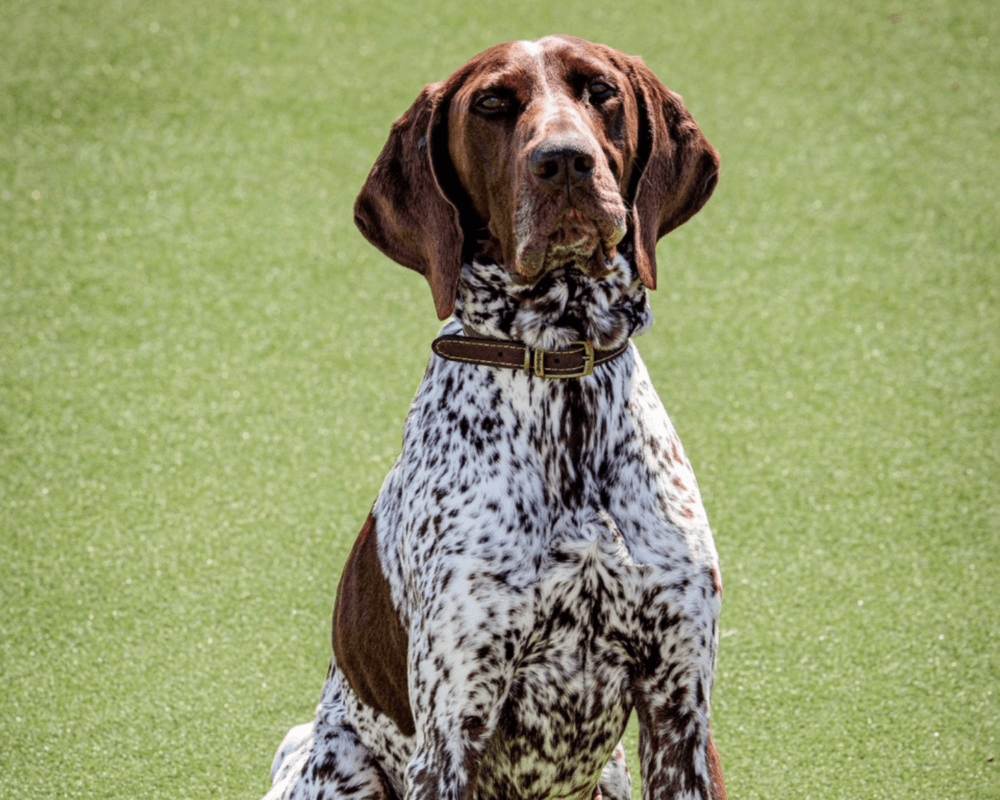 Retired police dog Tyson sits on the grass