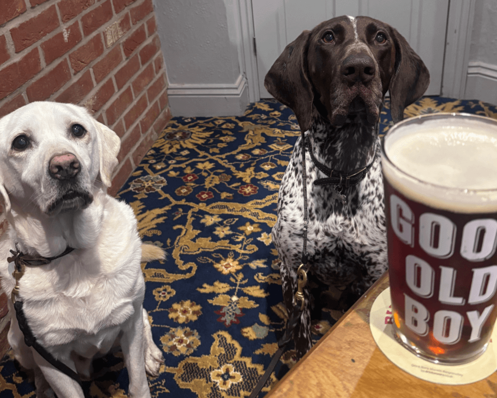 Retired police dogs Max and Tyson at the pub