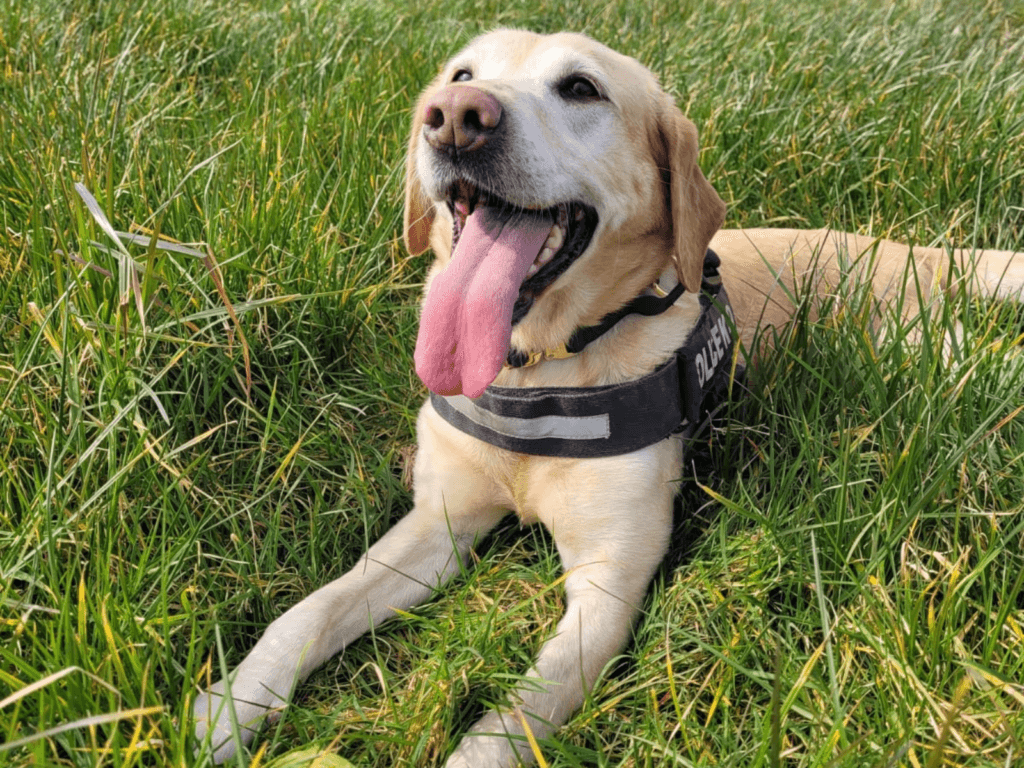 Retired police dog Jess lays in the grass