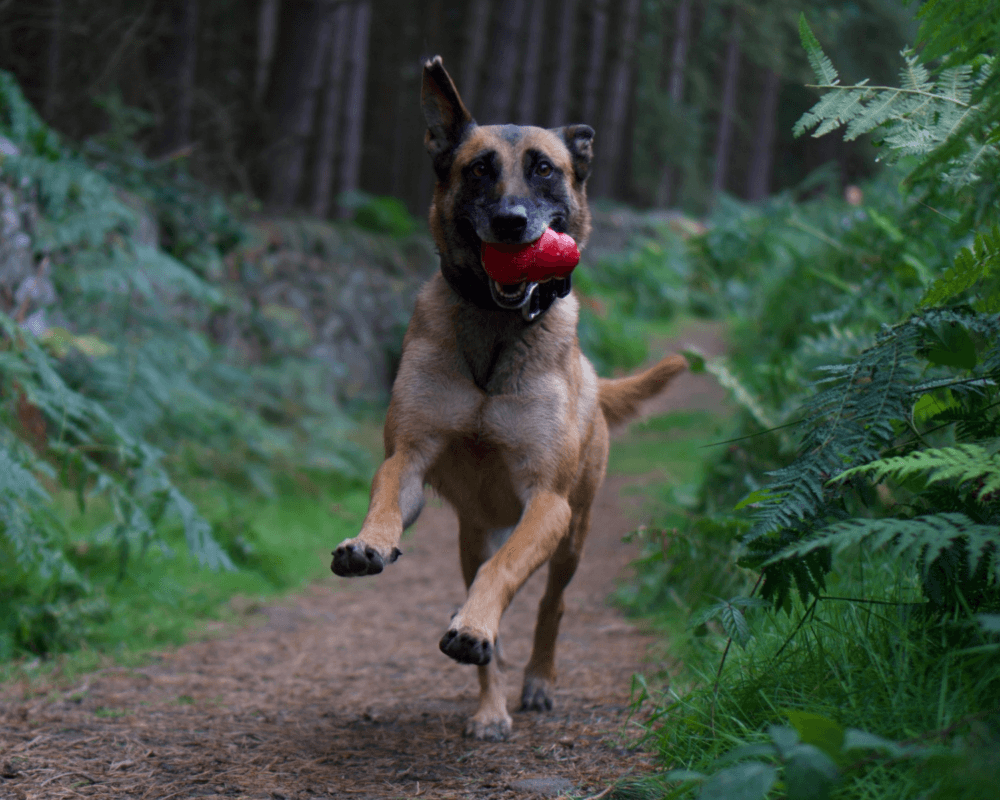 Retired police dog Cookie runs through the woods with her toy