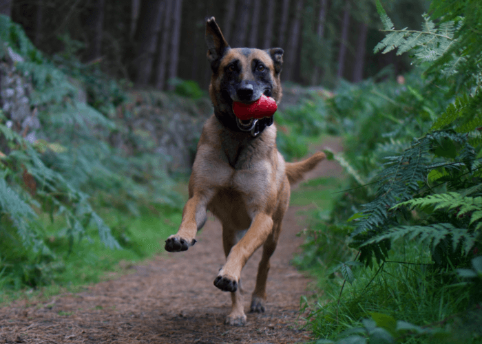 Retired police dog Cookie runs through the woods with her toy