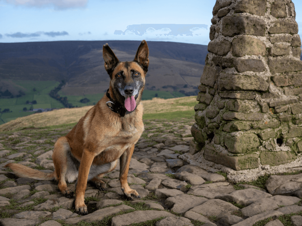 Retired police dog Cookie out on an adventure