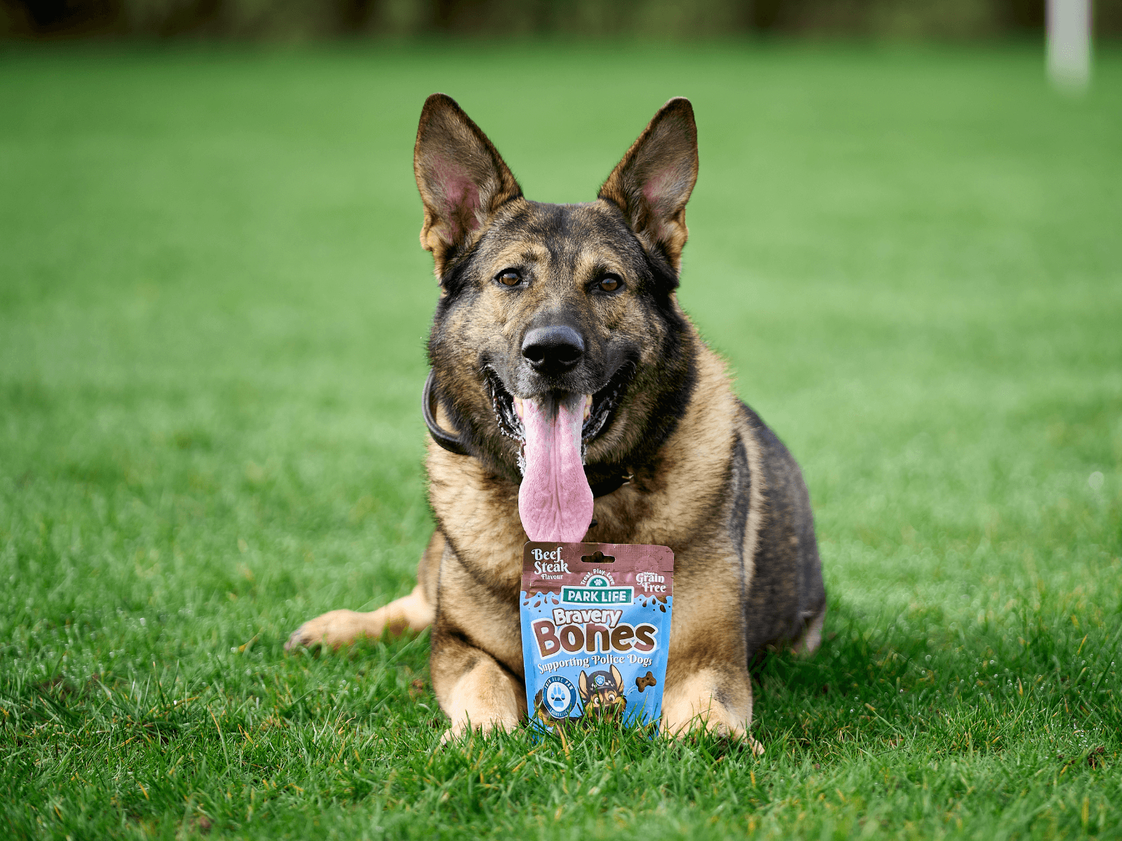 Retired police dog Wilson poses with a packet of PARK LiFE's Bravery Bones
