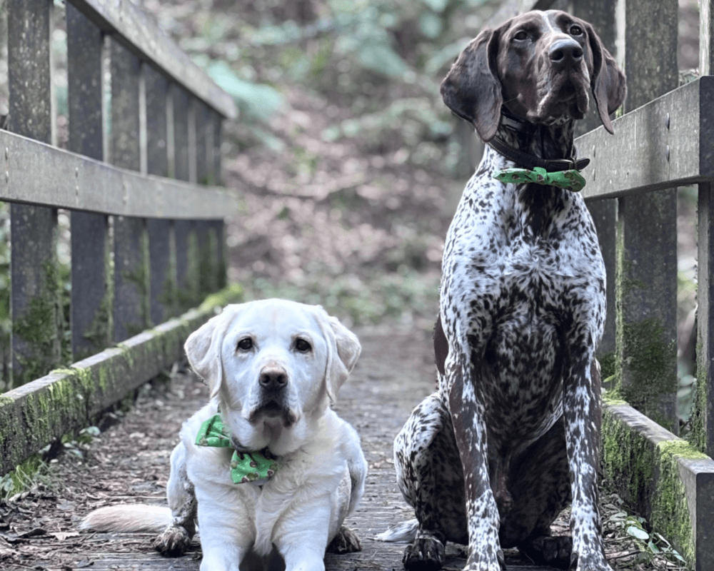 Retired police dogs Max and Tyson out on a walk in the woods
