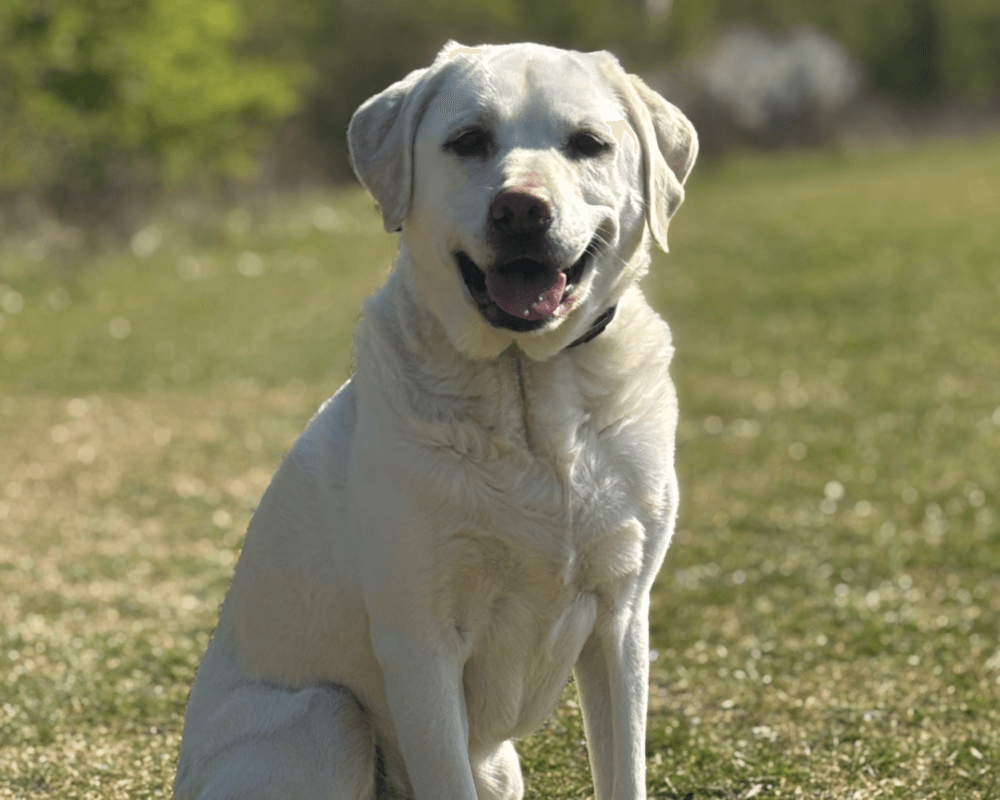 Retired police dog Max poses for the camera
