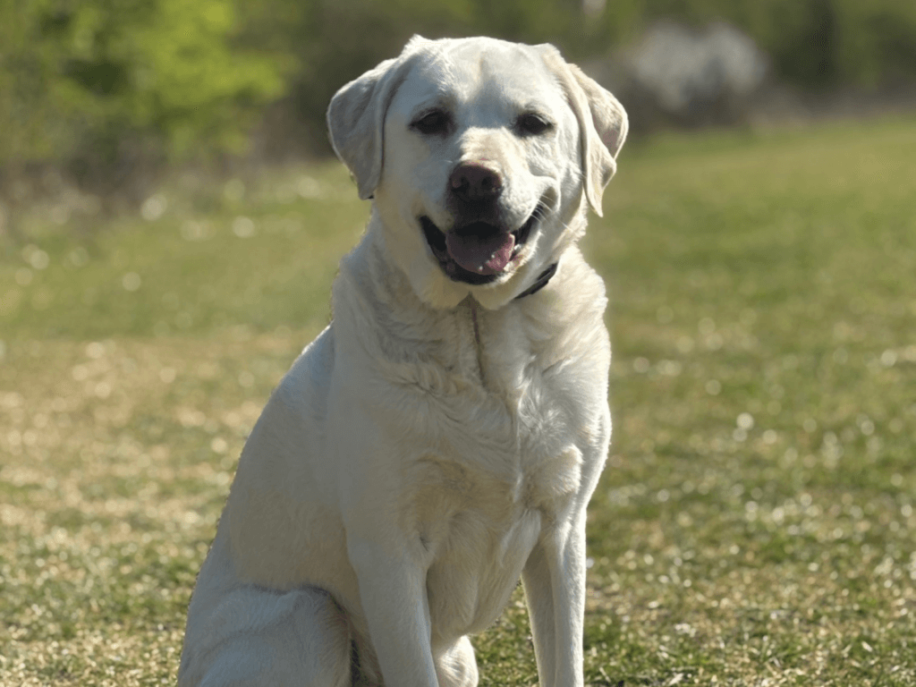 Retired police dog Max poses for the camera
