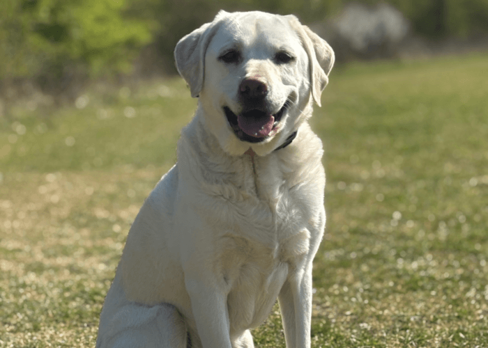Retired police dog Max poses for the camera