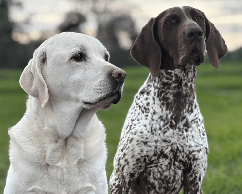 Retired police dogs Max and Tyson sit next to each other