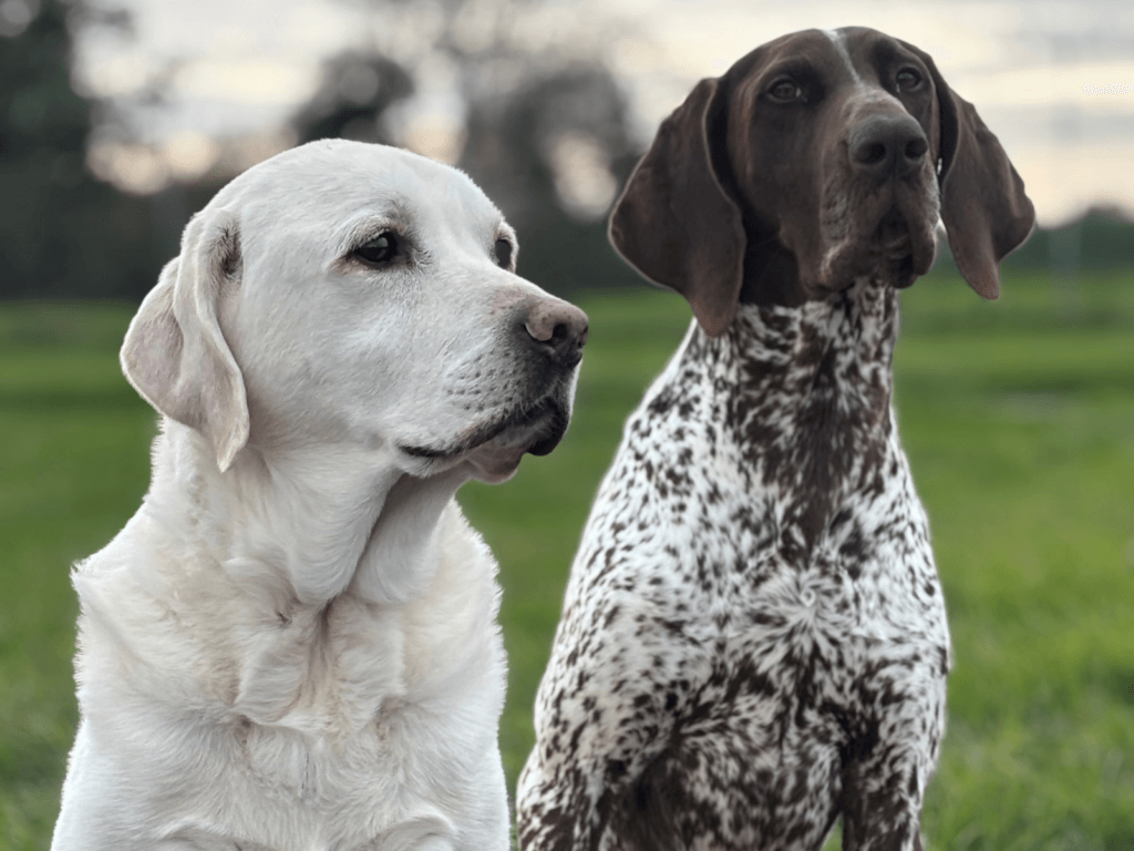 Retired police dogs Max and Tyson sit next to each other
