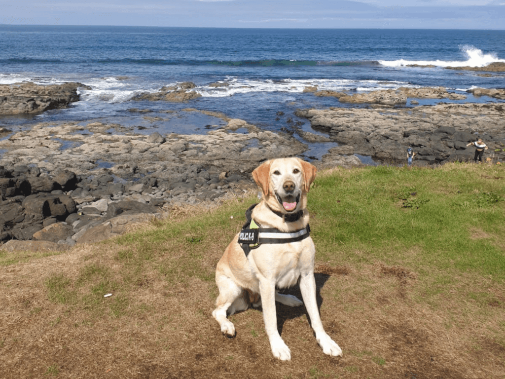 Retired police dog Jess sits by the coastline