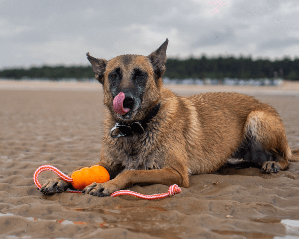 Retired police dog Cookie at the beach