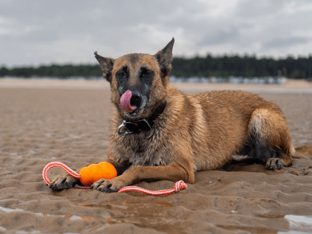 Retired police dog Cookie at the beach