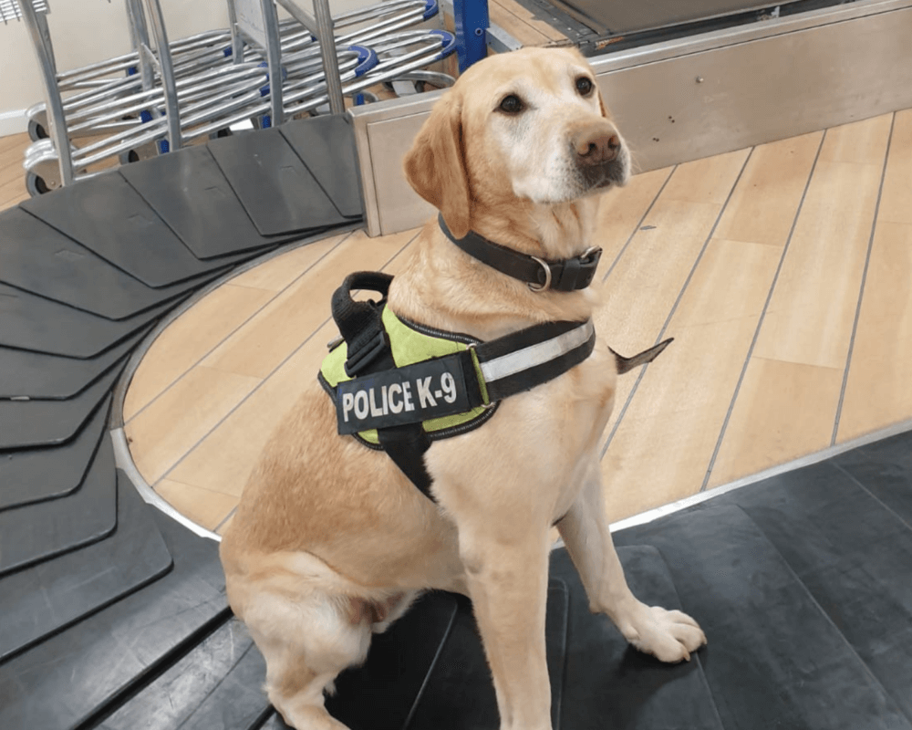 Police dog Jess at work