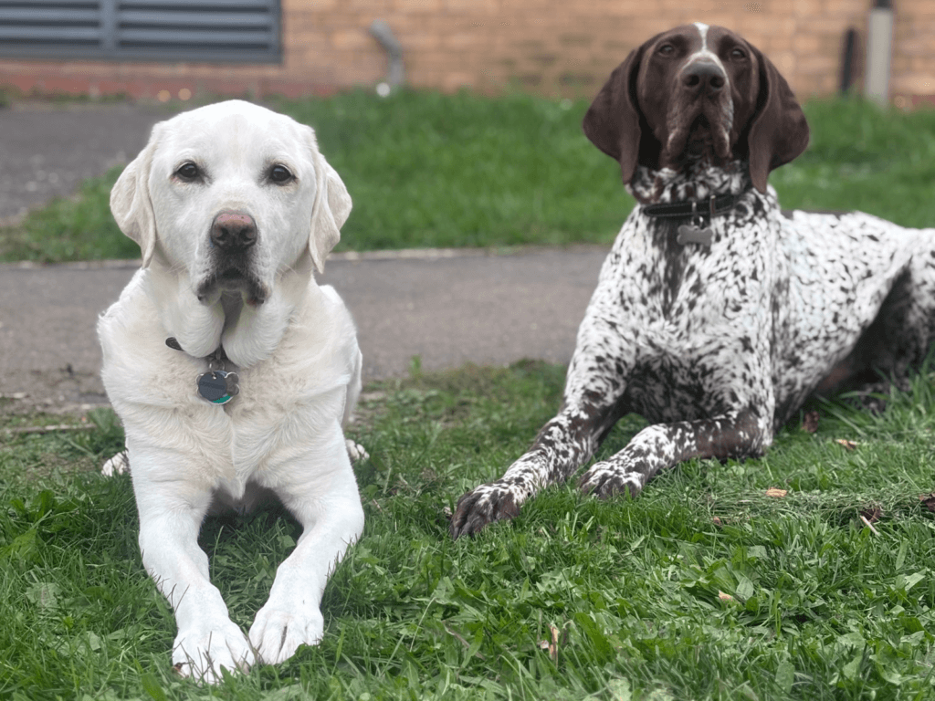 Retired police dogs Max and Tyson lay in the grass