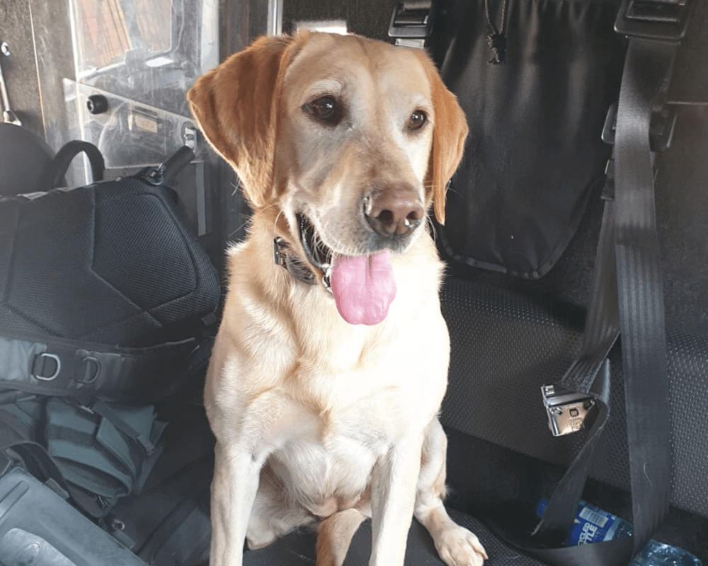 Retired police dog Jess sits in a van