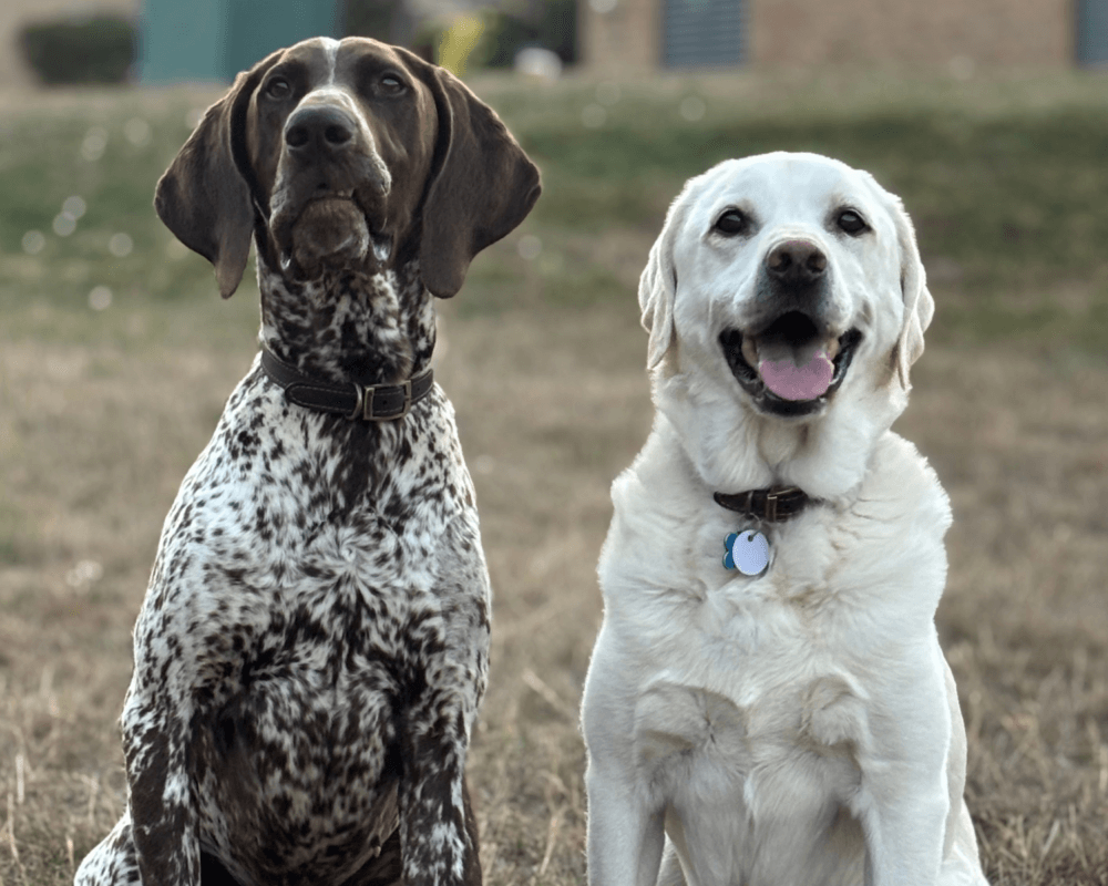 Retired police dogs Tyson and Max pose for the camera