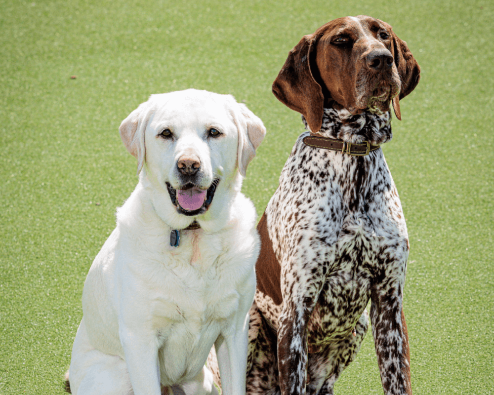 Retired police dogs Max and Tyson sit together in the sunshine
