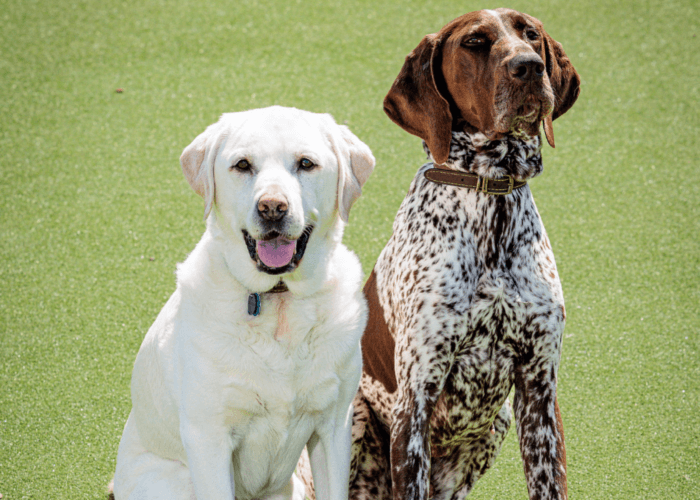 Retired police dogs Max and Tyson sit together in the sunshine