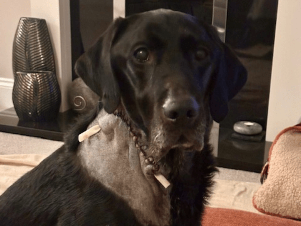 Retired police dog Max after surgery to remove a tumour