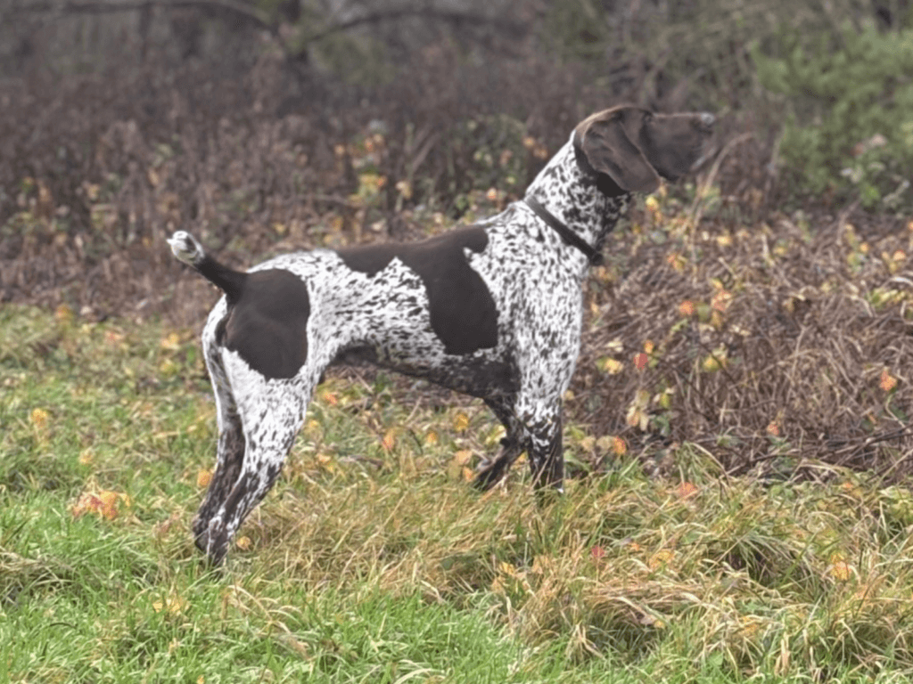 Retired police dog Tyson sniffs the air