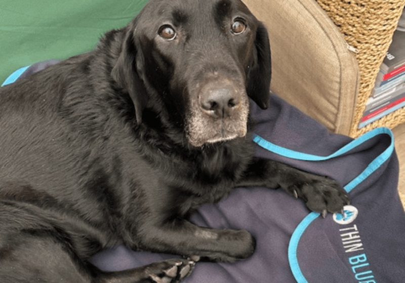 Retired police dog undergoes surgery to remove tumour