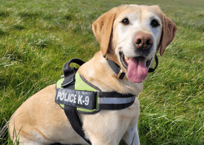 Police dog Jess sticks her tongue out