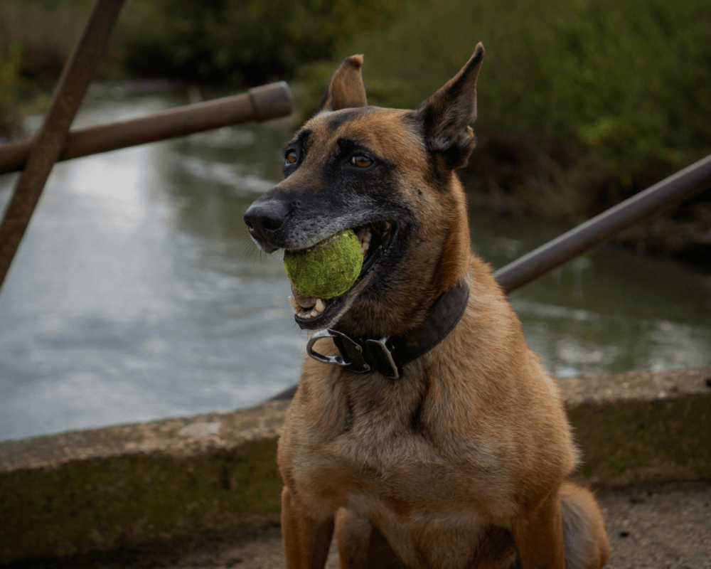 Retired police dog Cookie sits in front of a river with a tennis ball in her mouth