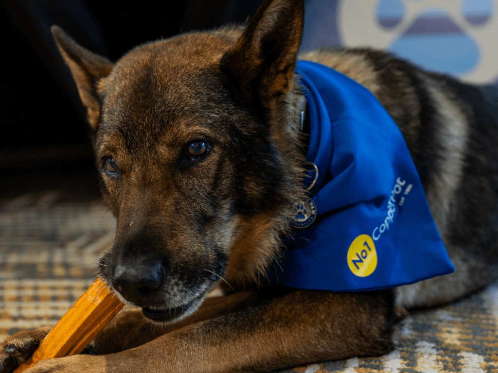 Retired police dog Riley enjoys a chew at the No 1 CopperPot offices