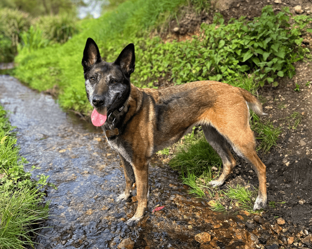 Retired police dog Eli poses for a picture in a stream