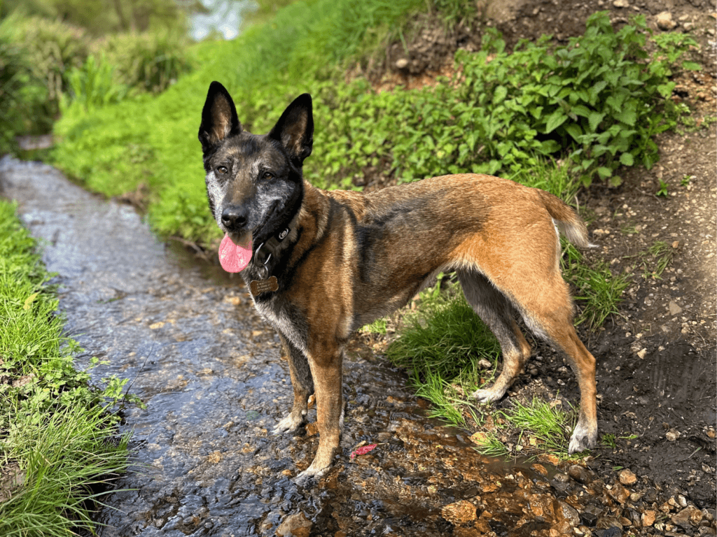 Retired police dog Eli poses for a picture in a stream