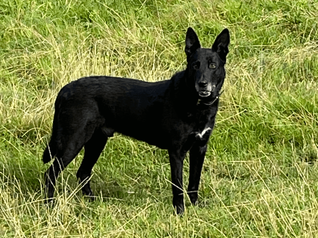 Retired police dog Don