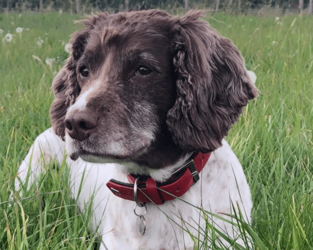 Retired police dog Bella