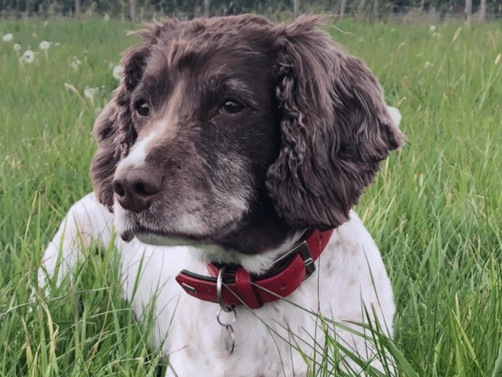 Retired police dog Bella