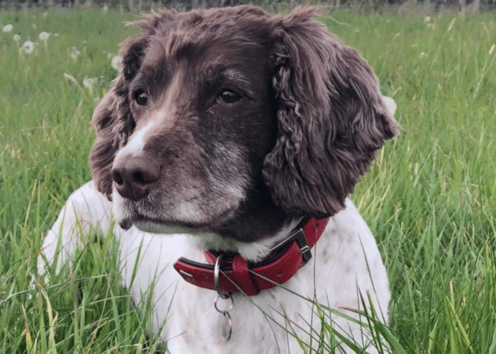 Retired police dog Bella