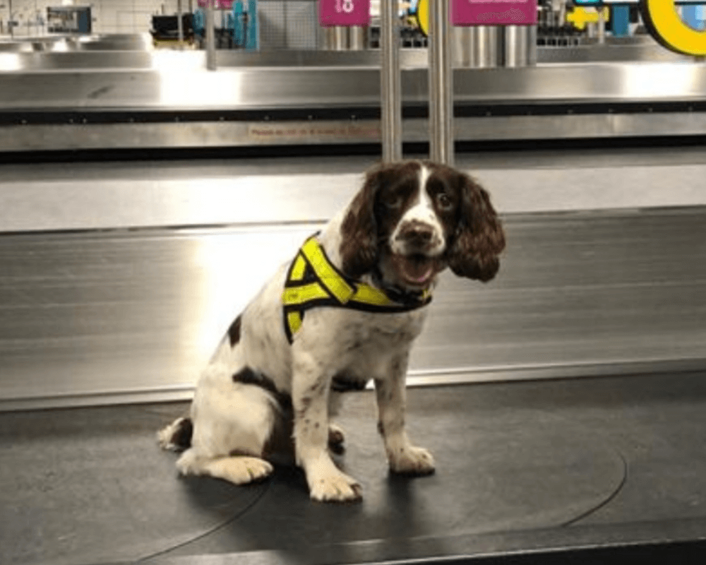 Police dog Max working at the airport