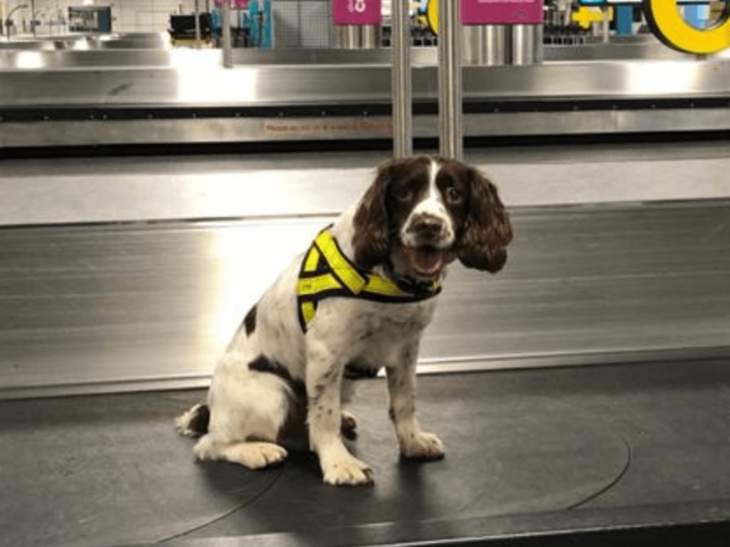 Police dog Max working at the airport