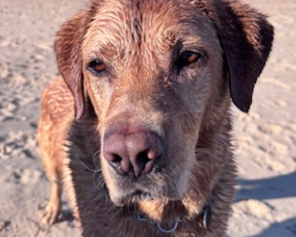 Retired police dog Hunter at the beach