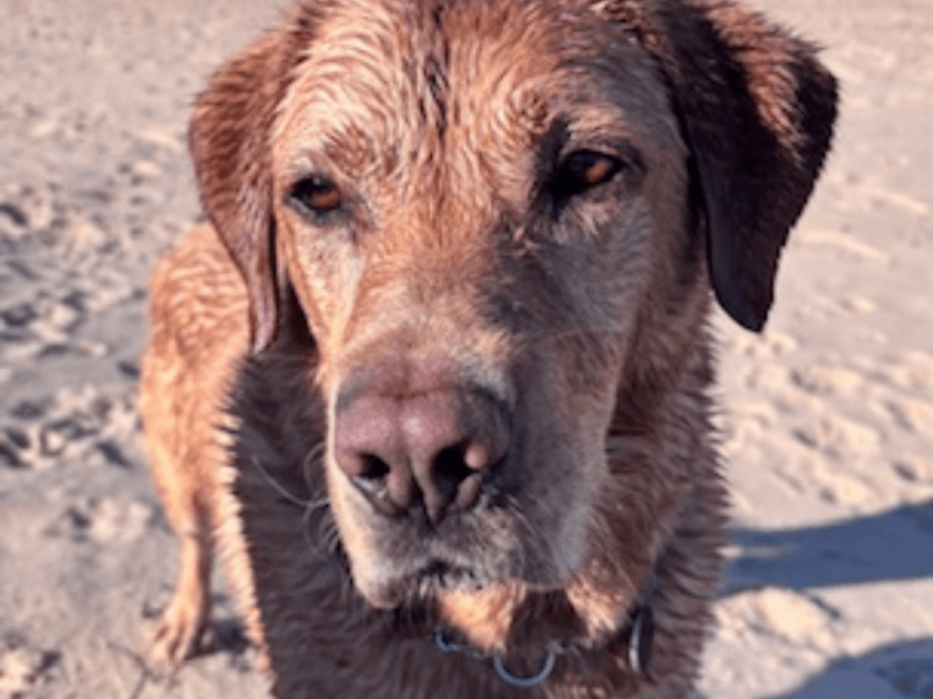 Retired police dog Hunter at the beach